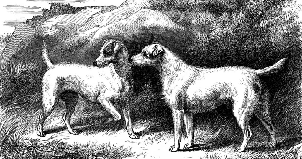 Hunting Dog Breeds