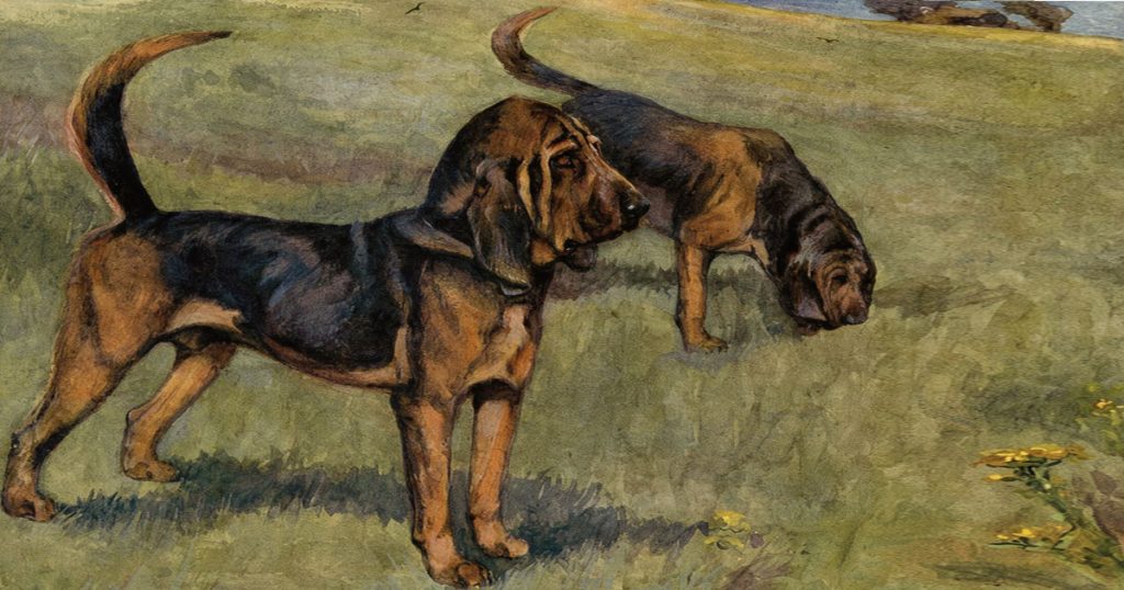 Hunting Dogs