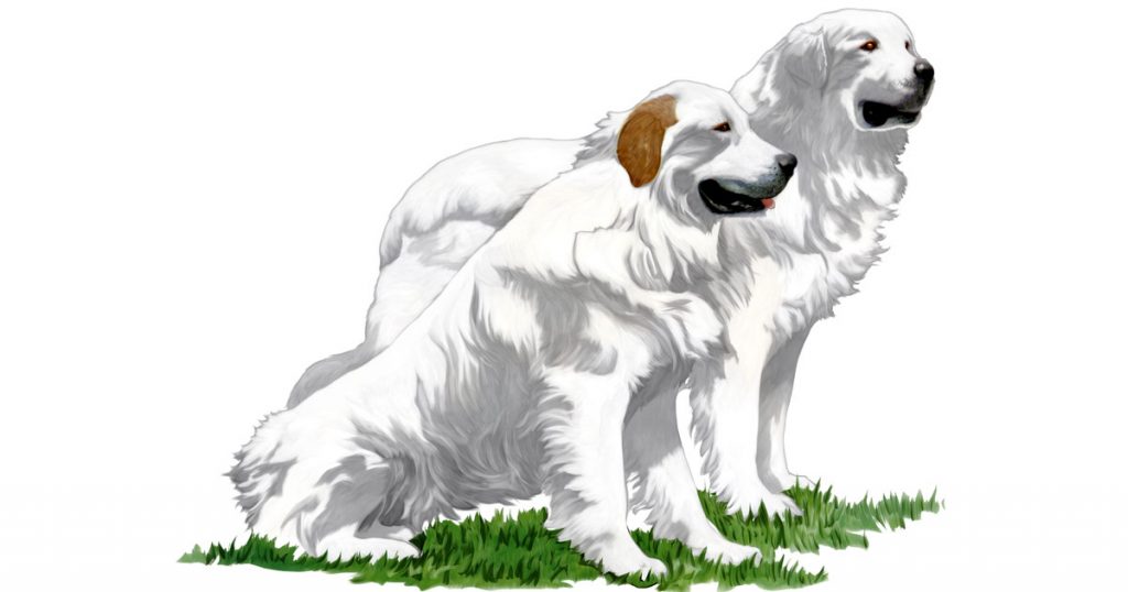 Large Dog Breeds