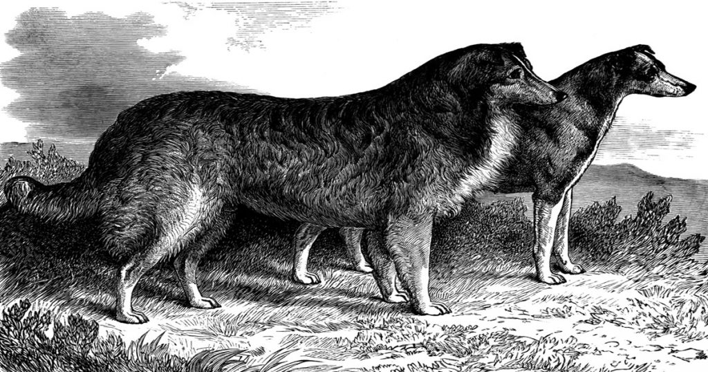 Large Dog Types