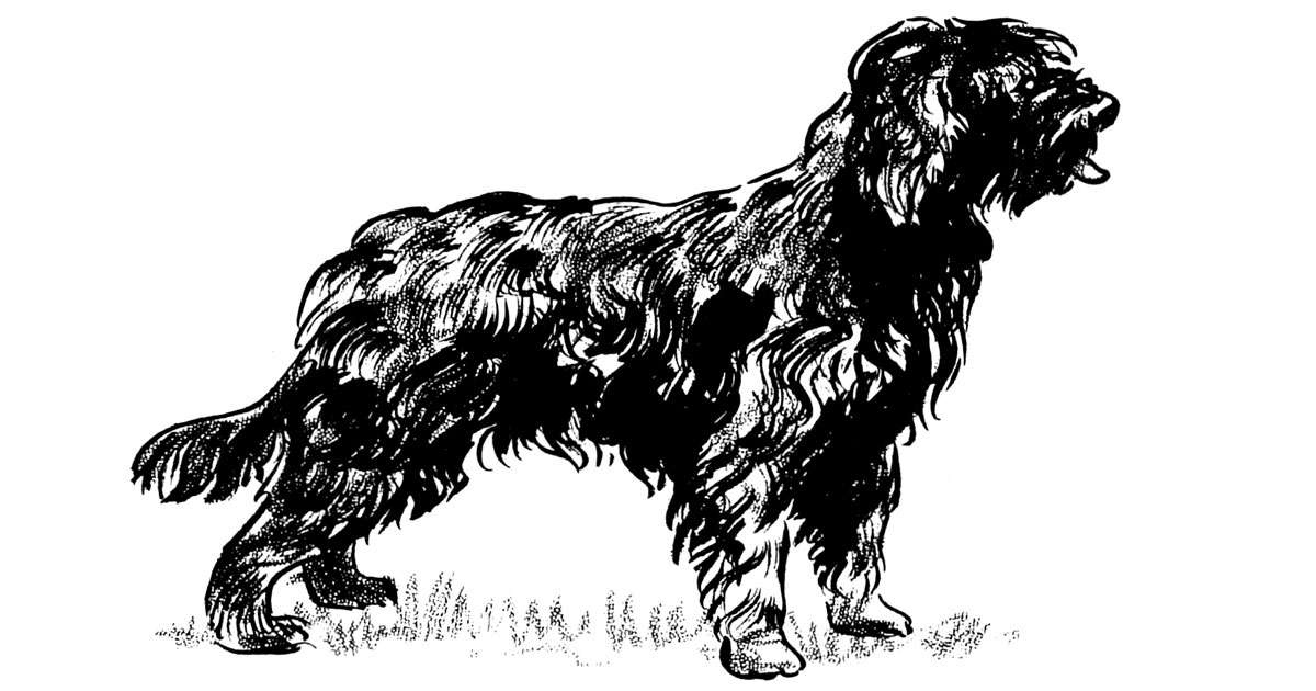 Shepherd Dogs