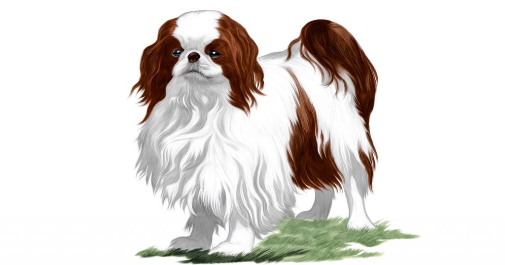 Small Dog Breeds