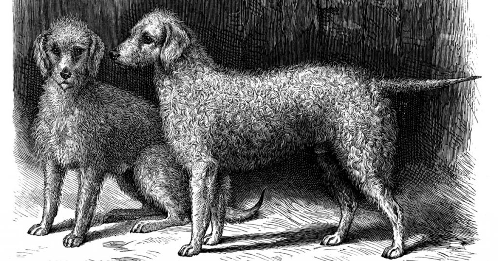 Small Dogs