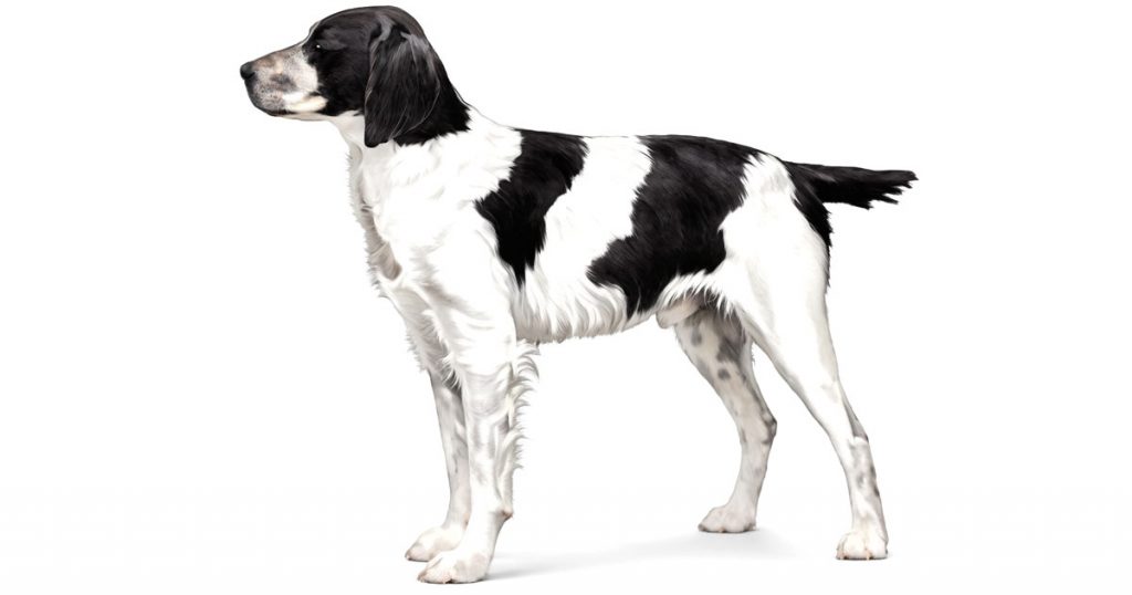 Spaniel Dogs