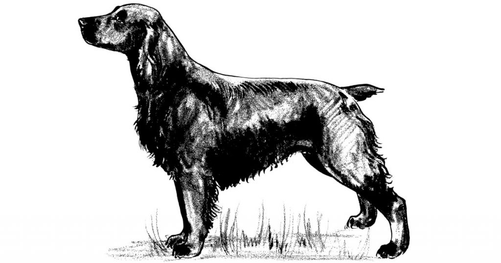 Spaniels