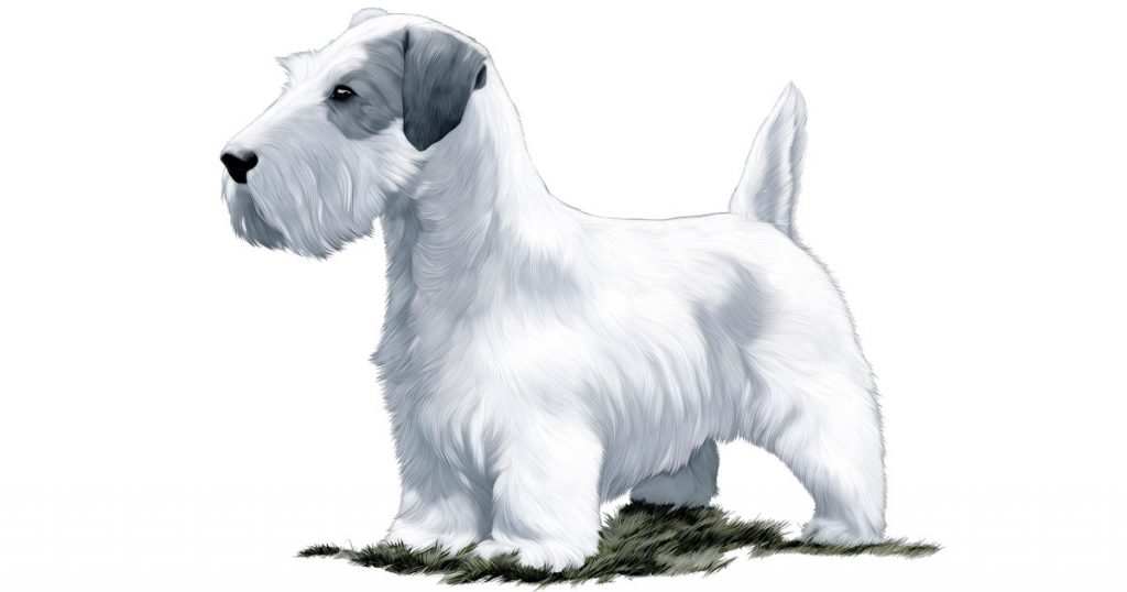 Terrier Breeds