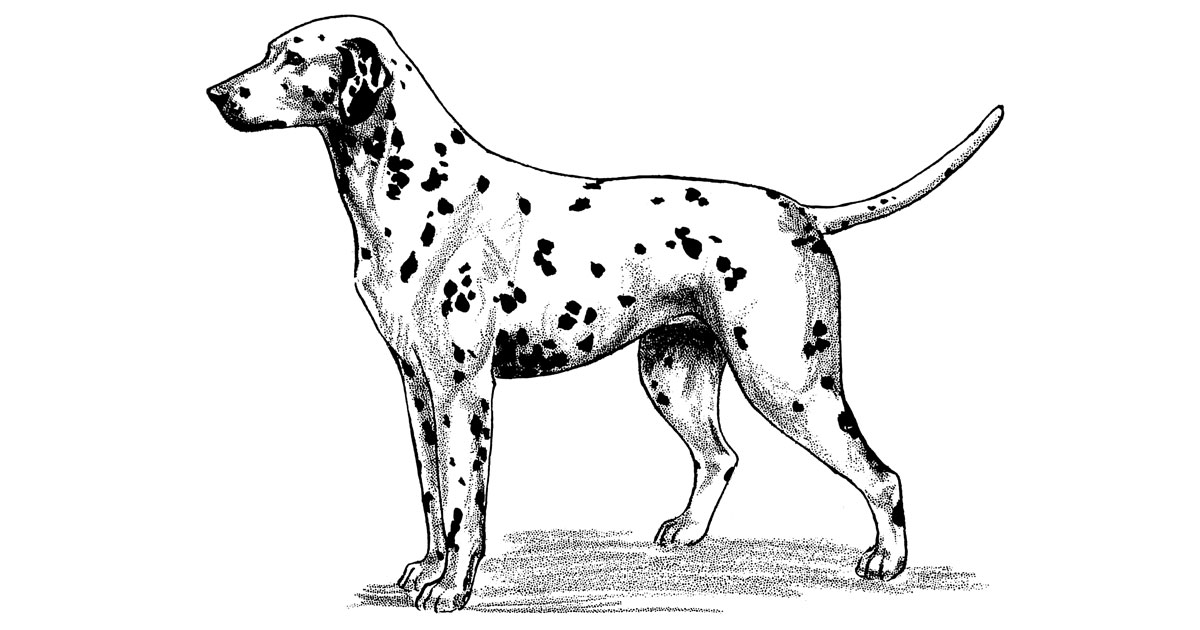Dog Sketches