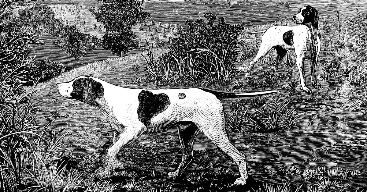 Hunting Dog Types
