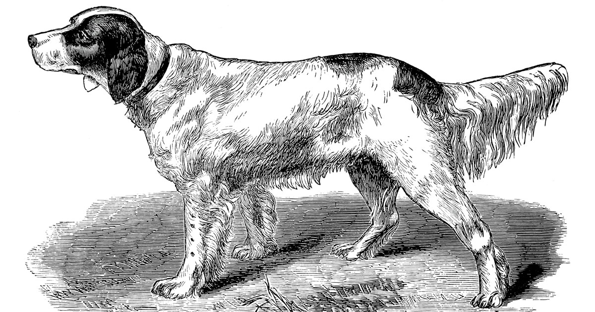 Llewellin Setter Dogs