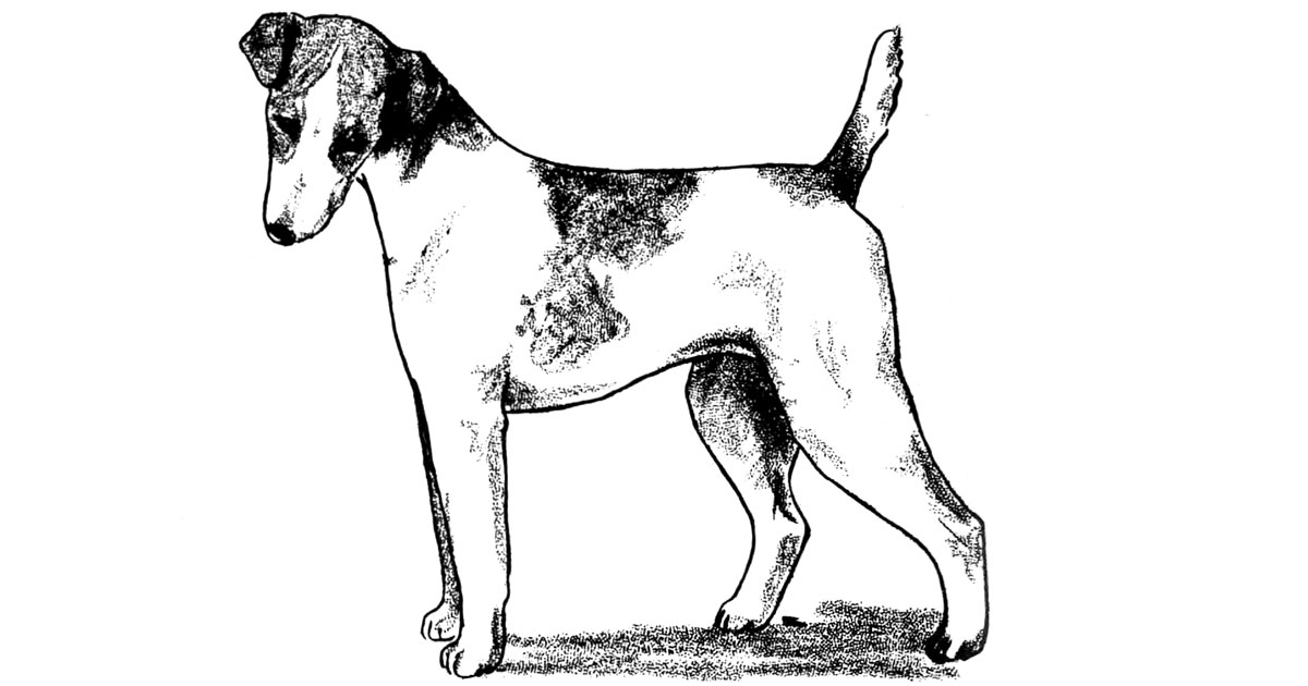 Terrier Dogs