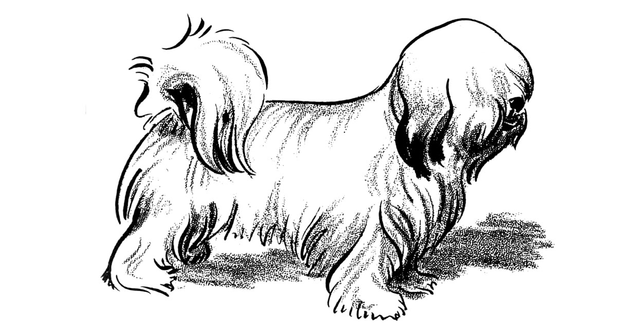 Terrier Types Of Dogs
