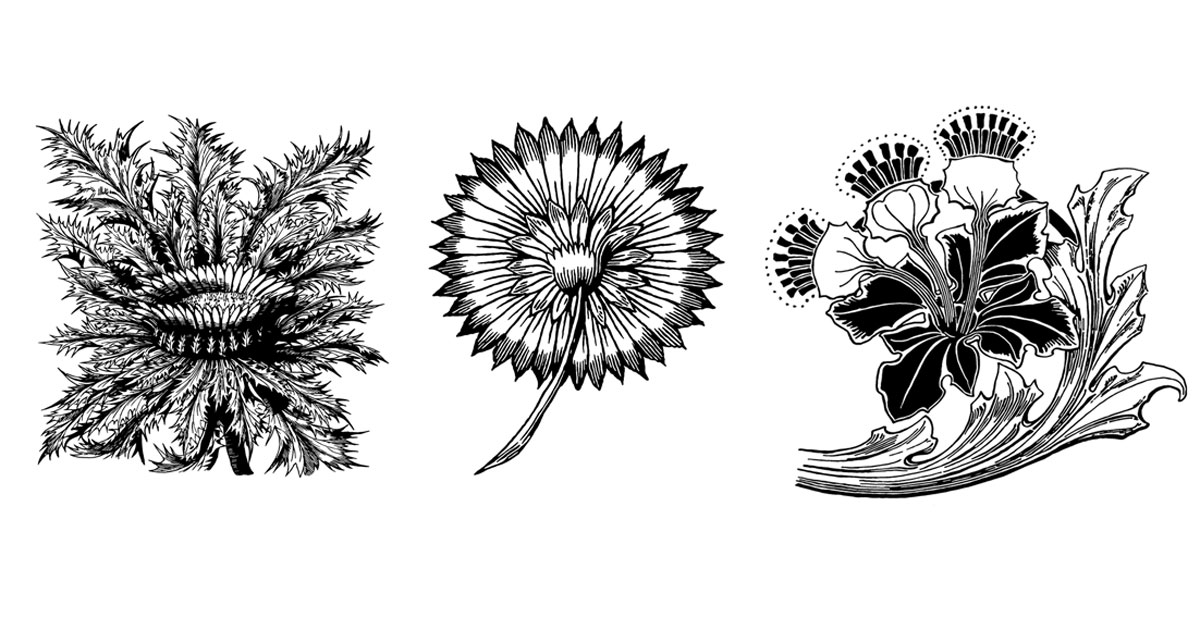 Thistle Plants