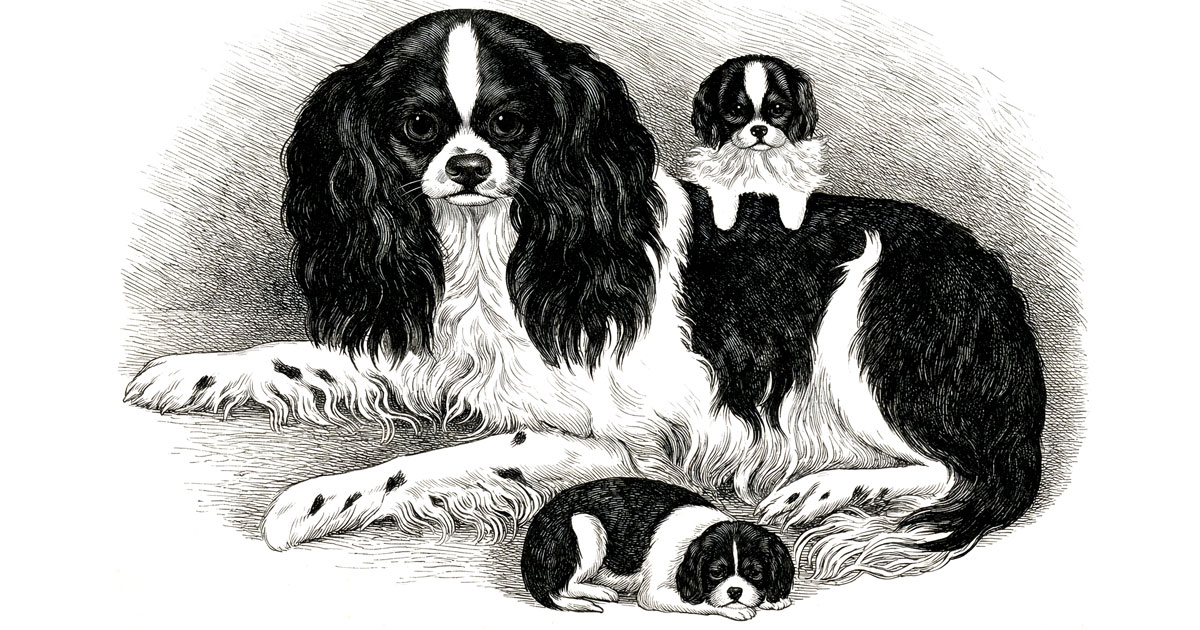 Toy Dog Species