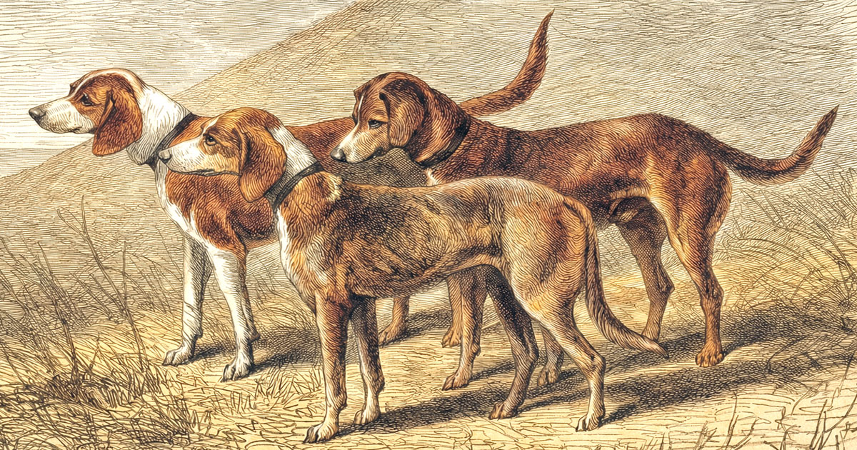Types Of Hound Dogs