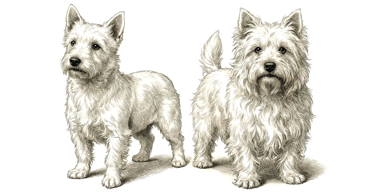 Kinds Of Small Dogs