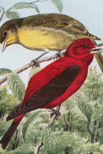 Clipart Of Birds 1 - Scarlet Tanager