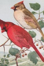 Clipart Of Birds 3 - Cardinal