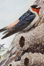 Clipart Of Birds 7 - Cliff Sparrow