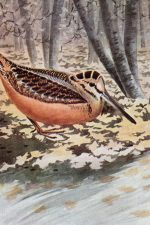 Clipart Of Birds 8 - Woodcock