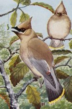 Clipart Of Birds 9 - Cedar Waxwing