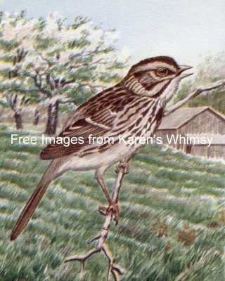 Clipart Of Birds 2 - Song Sparrow