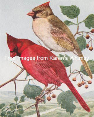 Clipart Of Birds 3 - Cardinal