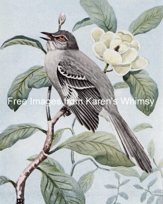 Clipart Of Birds 5 - Mockingbird