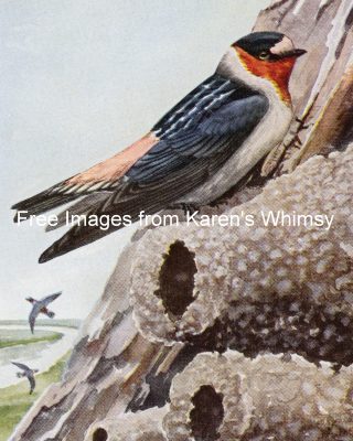 Clipart Of Birds 7 - Cliff Sparrow
