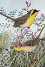 Bird Illustrations 1 - Maryland Yellowthroat