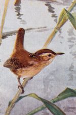 Bird Illustrations 2 - Long Billed Marsh Wren
