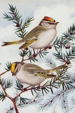 Bird Illustrations 6 - Golden Crowned Kinglet