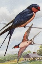 Bird Illustrations 9 - Barn Swallows