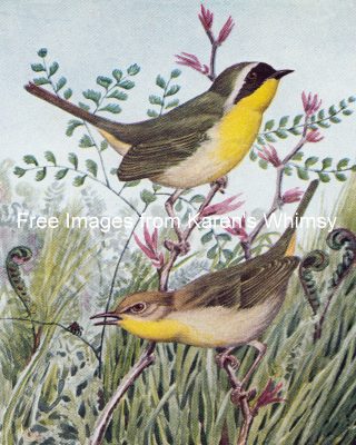 Bird Illustrations 1 - Maryland Yellowthroat