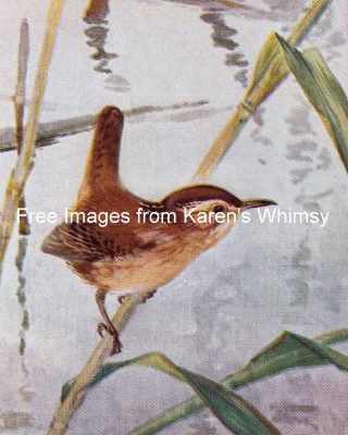 Bird Illustrations 2 - Long Billed Marsh Wren