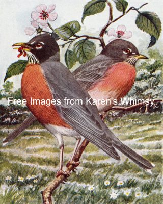 Bird Illustrations 3 - Two Robins