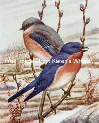 Bird Illustrations 4 - Bluebirds