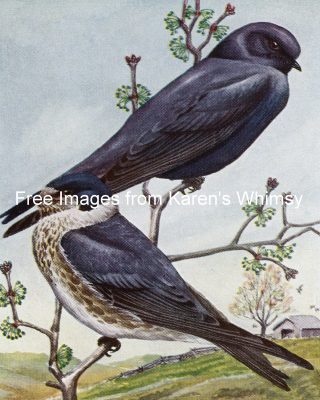 Bird Illustrations 7 - Purple Martin