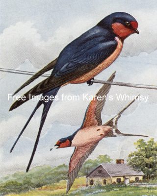 Bird Illustrations 9 - Barn Swallows