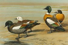 Duck Drawings 10 - Australian and New Zealand Sheldrake