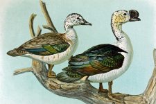Duck Drawings 2 - Comb or Knob-Billed Duck