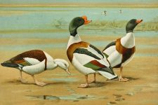 Duck Drawings 9 - Radjah And Common Sheldrakes