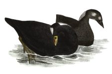 Duck Clip Art 1 - Surf Duck