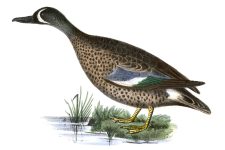 Duck Clip Art 4 - Blue Winged Teal
