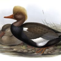 Duck Images
