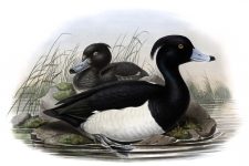 Duck Images 7 - Tufted Duck