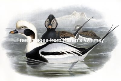 Duck Images 4 - Long Tailed Duck