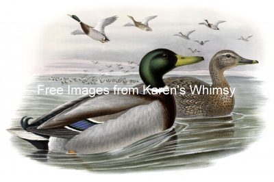 Duck Images 5 - Wild Duck