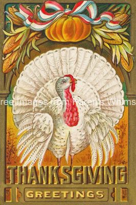 Free Images of Thanksgiving 1 - Turkey and Pumpkin