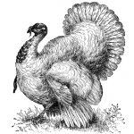 Free Turkey Clip Art 3