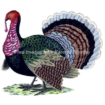 Free Turkey Clip Art 12